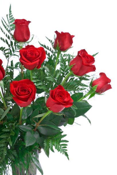 rote rosen (xl - dozen roses stock-fotos und bilder