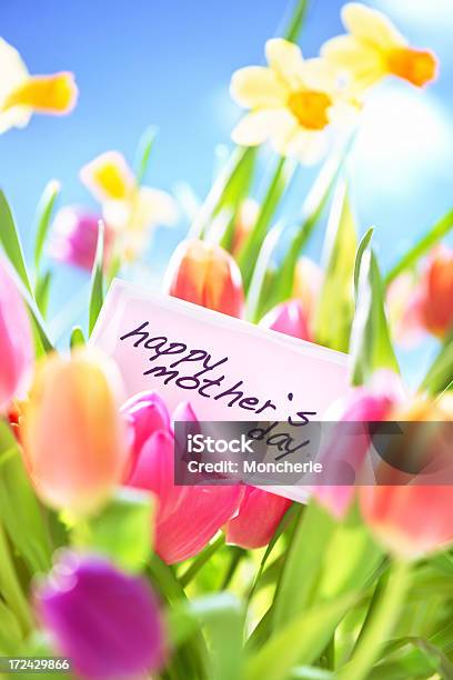 Coloridos Tulipanes Y Daffodils Con Tarjeta De Día De La Madre En La Naturaleza Foto de stock y más banco de imágenes de Belleza