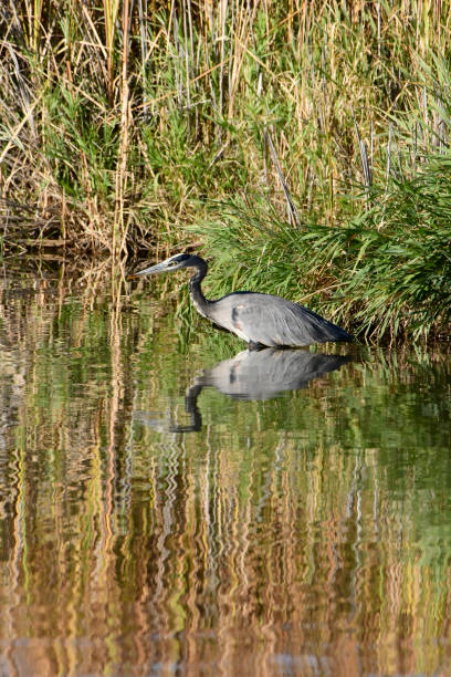 istock Great Blue Heron Fishing 1724298799