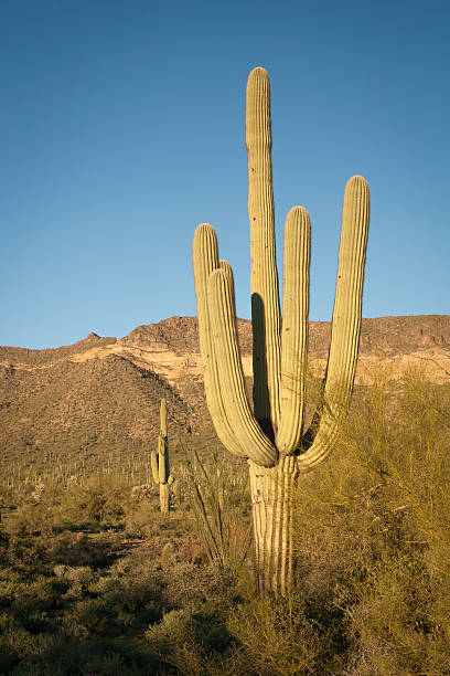 istock Saguaro Cactus in Desert 172429919