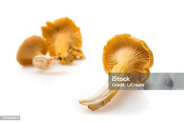 Gallinaccio Fungo - Fotografie stock e altre immagini di Cantharellus formosus - Cantharellus formosus, Cibi e bevande, Cibo