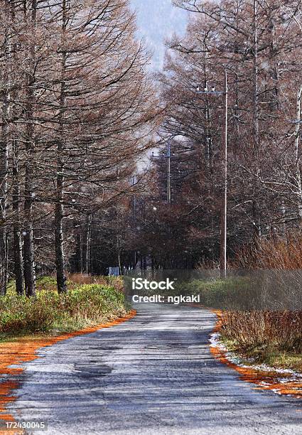 Photo libre de droit de Chemin Dans La Forêt Pinaceae banque d'images et plus d'images libres de droit de Arbre - Arbre, Arbre à feuilles caduques, Aube