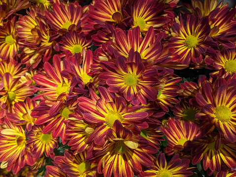 Orange-Red Yellow Chrysanthemums Close Up Abstract
