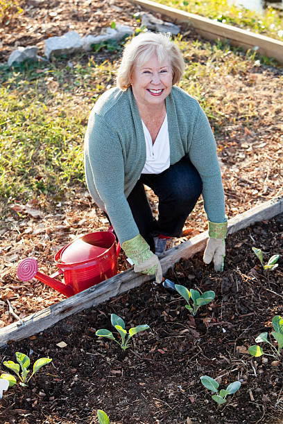 senior femme planter jardin potager - sc0588 vertical full length outdoors photos et images de collection