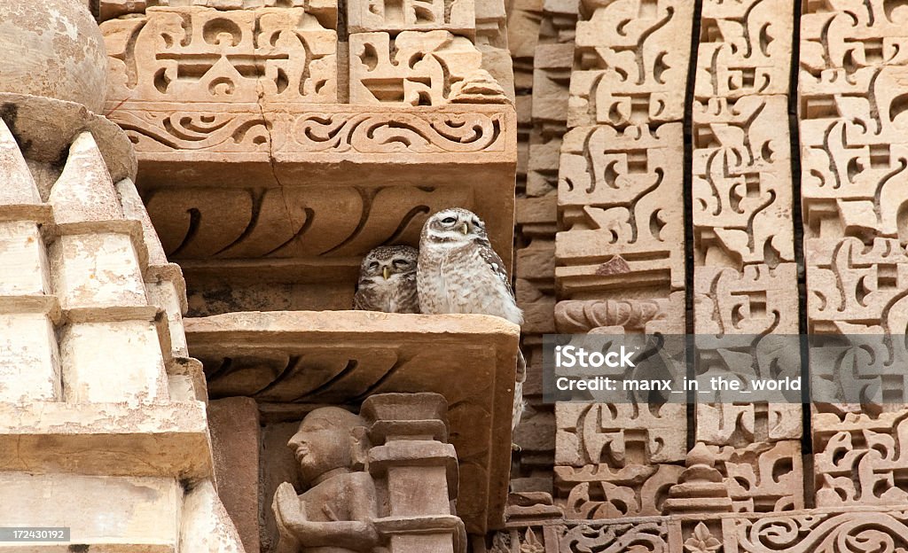 Spotted Owlets, Khajuraho - Foto de stock de Animal royalty-free