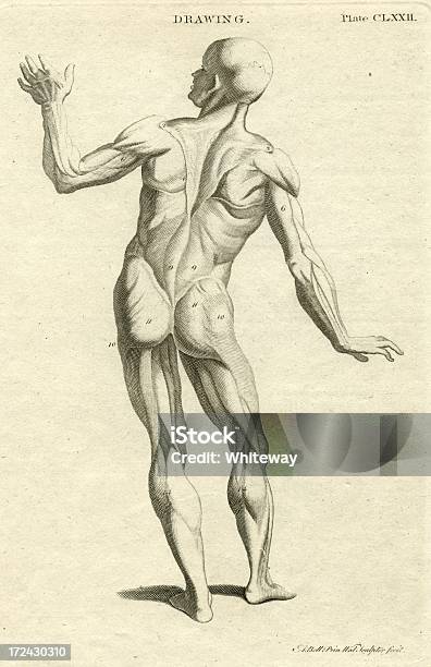 Nude Männliche Figur Rückansicht Kupfergravur Durch Einen Bell Stock Vektor Art und mehr Bilder von Gravur