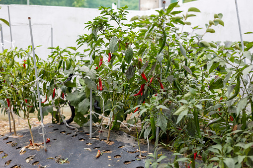 Red pepper crops growing in the fields