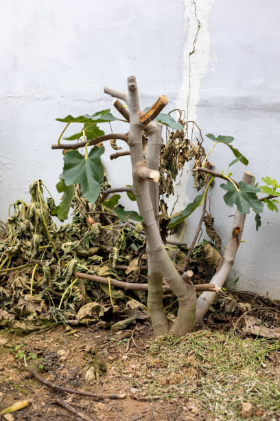 istock A pruned fig tree planted in the garden 1724303723