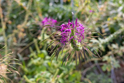 Cleome spinosa, a flowering garden