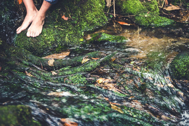 Bare feet on the roots that fall into the creek.