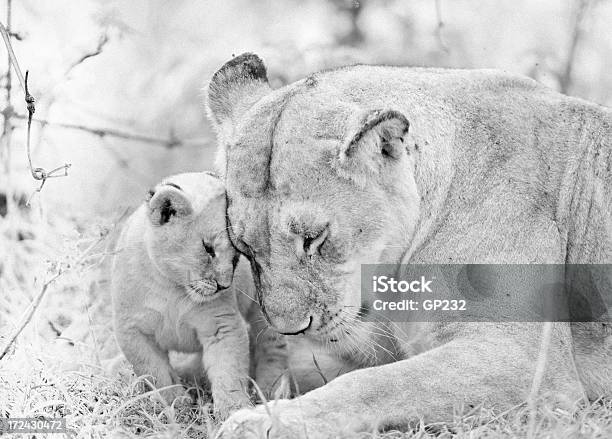 Lion Familie Stockfoto und mehr Bilder von Löwe - Großkatze - Löwe - Großkatze, Raubtierjunges, Löwin