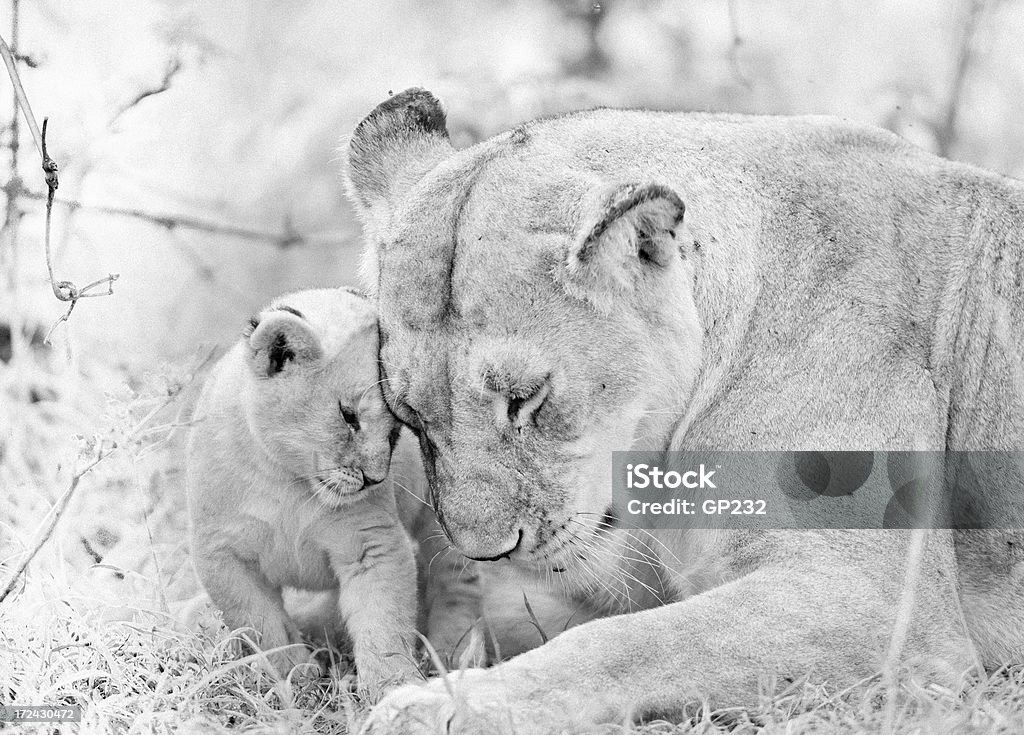 Lion família - Foto de stock de Leão royalty-free
