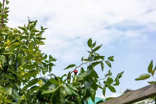Jujube fruit grown on jujube trees, farm scenery under the blue sky