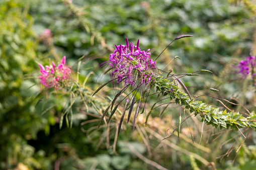 Cleome spinosa, a flowering garden