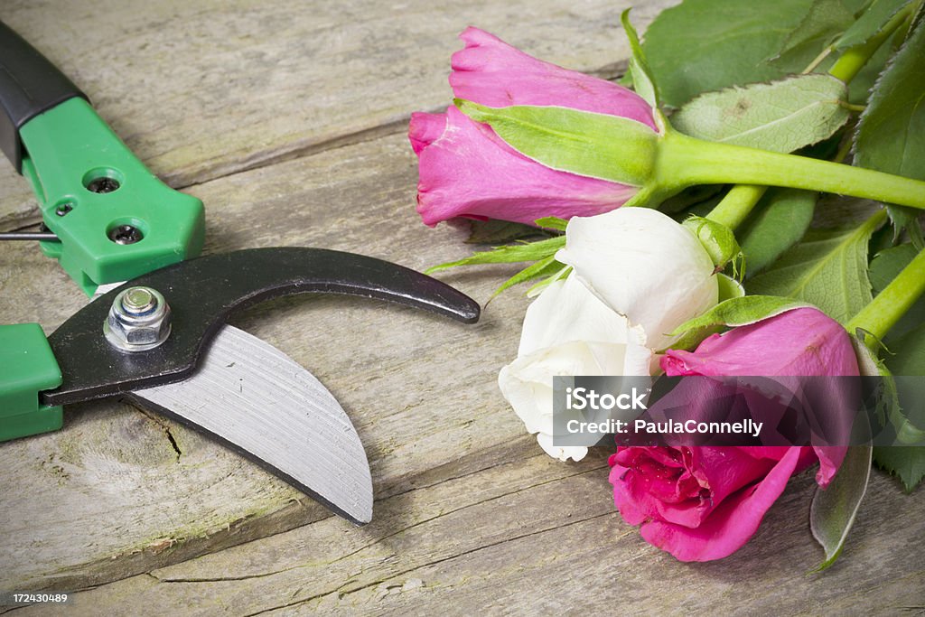 Recién elegido rosas - Foto de stock de Aire libre libre de derechos