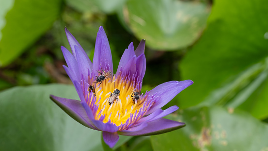 Swarms of bees feed on nectar from yellow-purple water lilies during the day.