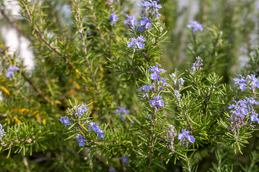 a garden full of rosemary herbs and flowers