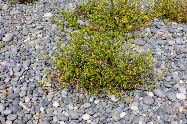 istock Blue flowers(dayflower) blooming among pebbles 1724307049