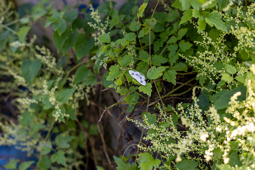 White butterflies sitting on leaves, fairytale forest scenery