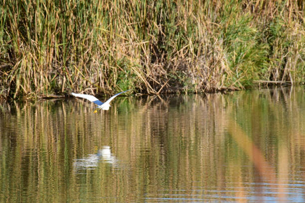 Louisville, CO USA- October 7, 2023: A Snowy Egret looks for fish in the shallow end of a lake. The egret can be distinguished from its cousin, the white heron because it has yellow feet and a black beak. This serene, nature scene has plenty of copy space and a green background