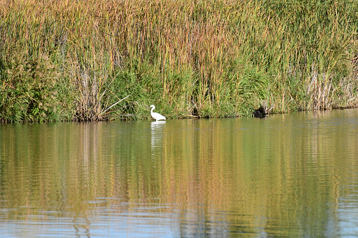 Louisville, CO USA- October 7, 2023: A Snowy Egret looks for fish in the shallow end of a lake. The egret can be distinguished from its cousin, the white heron because it has yellow feet and a black beak. This serene, nature scene has plenty of copy space and a green background