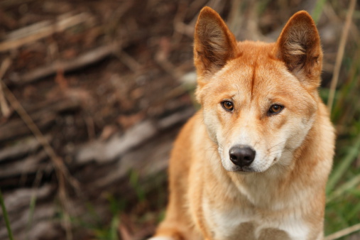 The Australian wild dog, the dingo.