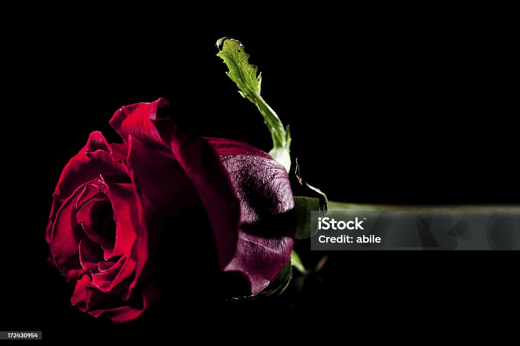 Rosa roja - Foto de stock de Flor libre de derechos
