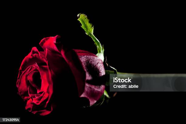 Rosa Roja Foto de stock y más banco de imágenes de Flor - Flor, Fondo negro, Fotografía - Imágenes