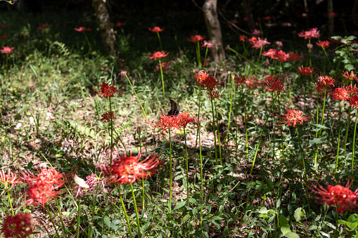 A peaceful, fairytale forest scene where butterflies fly in full bloom, lycoris squamigera