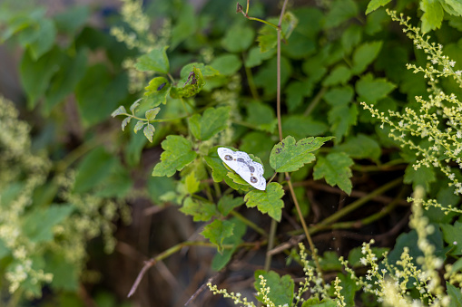 White butterflies sitting on leaves, fairytale forest scenery