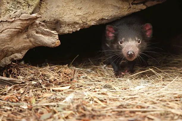 Tasmanian Devil peeking out. Copy space. These animals are endangered because of a facial tumour disease.