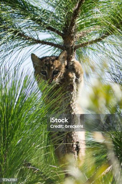 Photo libre de droit de Bobcatjuvenile banque d'images et plus d'images libres de droit de Animaux à l'état sauvage - Animaux à l'état sauvage, Arbre, Chat sauvage