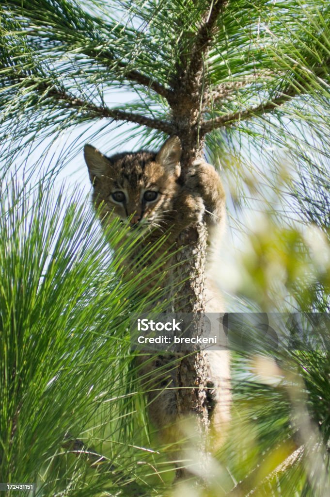 bobcat-giovanile - Foto stock royalty-free di Albero