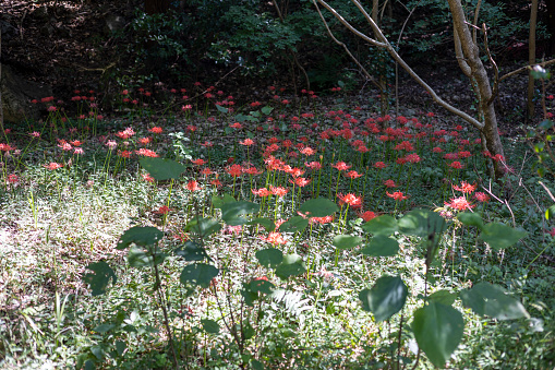 A fairytale forest garden filled with red flowers, lycoris squamigera