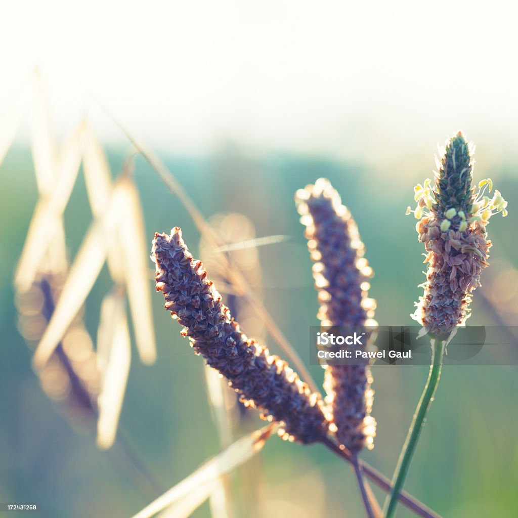 실루엣 ribwort 플렌틴 바나나 있는 동안 메도 썬라이즈 또는 해질녘까지 - 로열티 프리 0명 스톡 사진