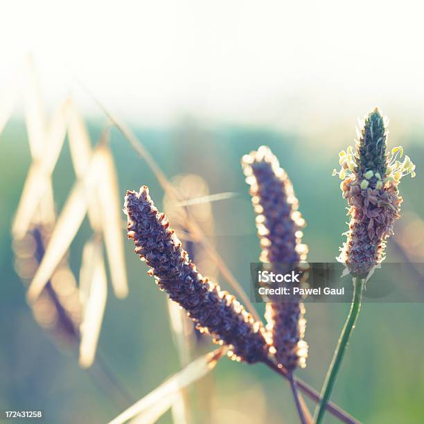 실루엣 Ribwort 플렌틴 바나나 있는 동안 메도 썬라이즈 또는 해질녘까지 0명에 대한 스톡 사진 및 기타 이미지 - 0명, 가을, 경관