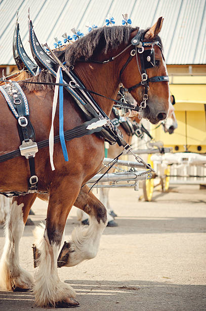 Team of Clydesdale horses at a County Fair stock photo