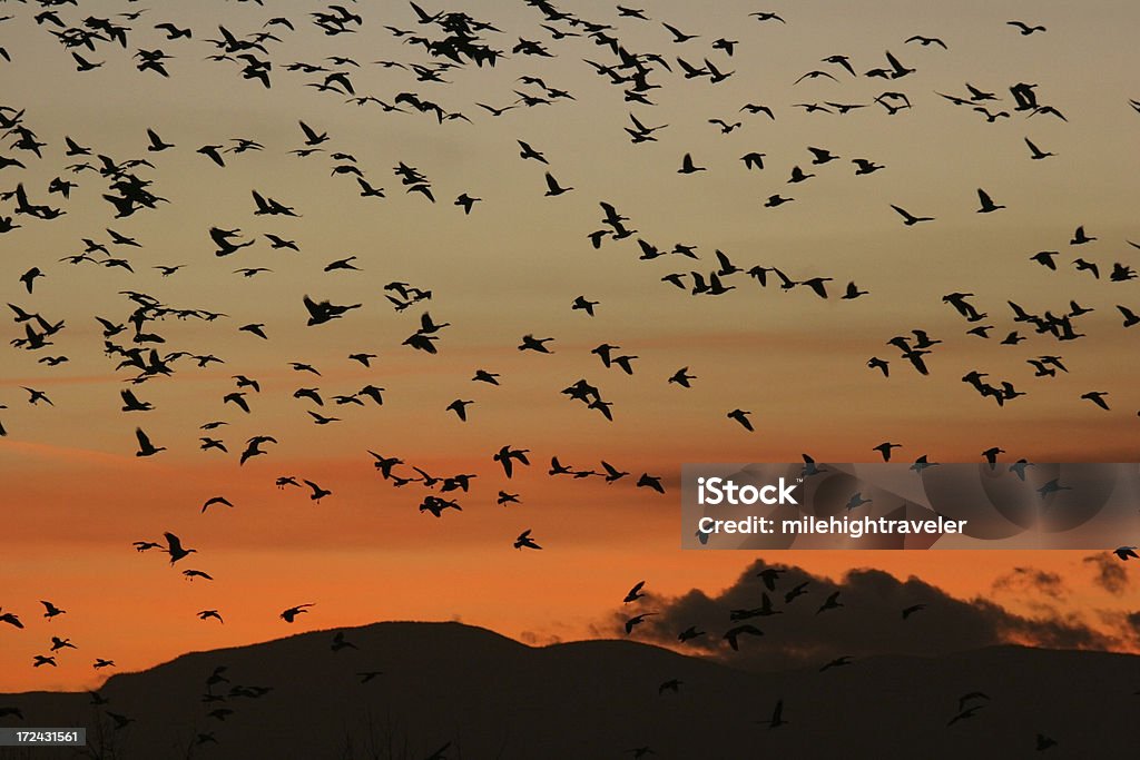 Umrisse Gänse und der Colorado Rocky Mountain Sonnenuntergang - Lizenzfrei Berg Stock-Foto