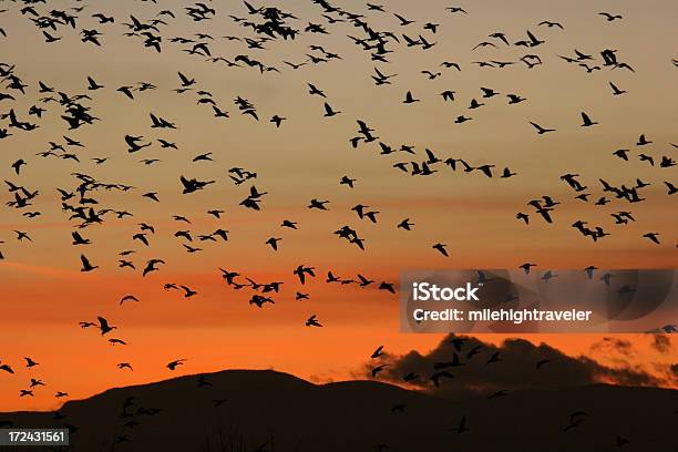 Umrisse Gänse Und Der Colorado Rocky Mountain Sonnenuntergang Stockfoto und mehr Bilder von Berg