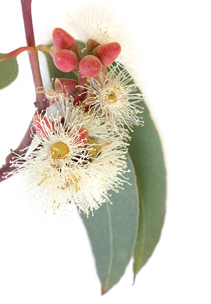 istock Eucalyptus blossom and leaves 172431631