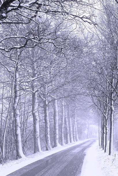 istock Dutch Landscape: Snow & Misty Road with vanishing point (b&w) 172431646
