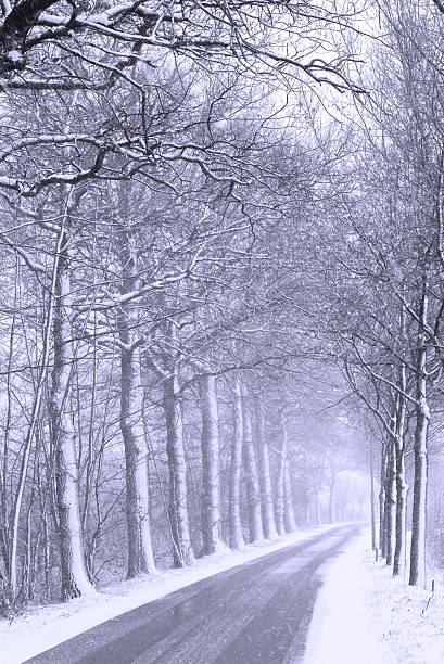 paisagem holandesa: neve & misty estrada com ponto de fuga (b & m - fog tree purple winter imagens e fotografias de stock