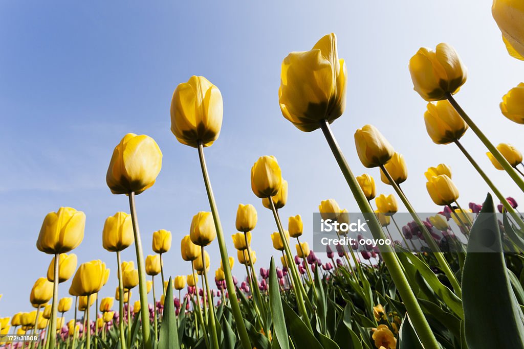 Tulipanes amarillos - Foto de stock de Agricultura libre de derechos