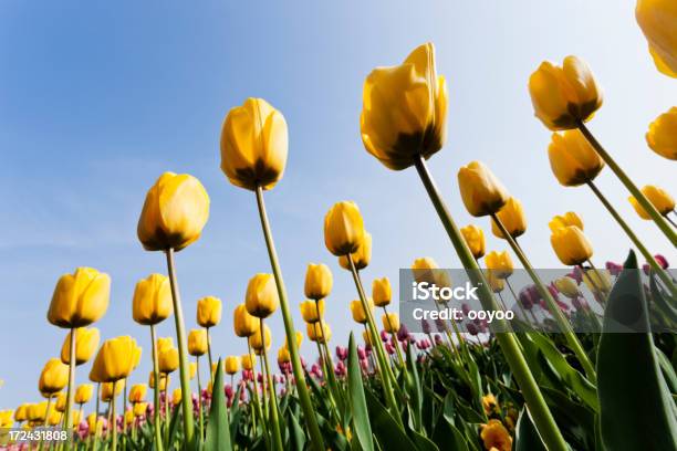 Tulipanes Amarillos Foto de stock y más banco de imágenes de Agricultura - Agricultura, Aire libre, Amarillo - Color