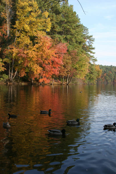 Autumn on the lake
