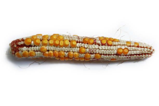 istock Diseased corn cob with seeds deformation  on white 1724319397