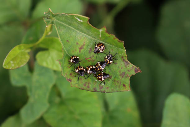 Close-up of  many brown marmorated shield bugs on rose plant . Halyomorpha halys insect at nymph stage