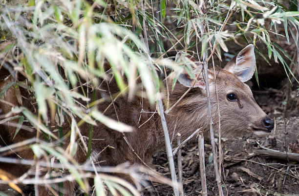 어린 삼바 사슴. - bandhavgarh national park ranthambore national park juvenile sambar 뉴스 사진 이미지