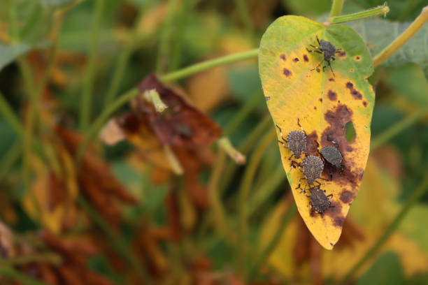 Close-up of  many brown marmorated shield bugs on yellow soybean leaf in the field. Halyomorpha halys in Italy