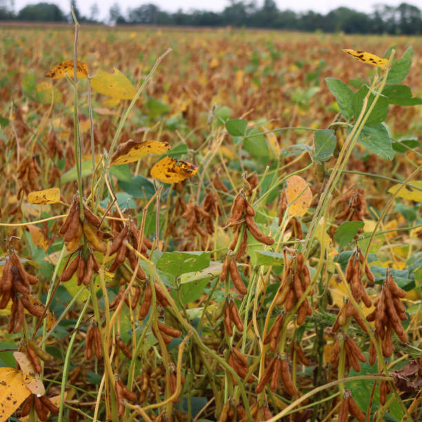 istock Yellow and green soybean field  on white . 1724322188